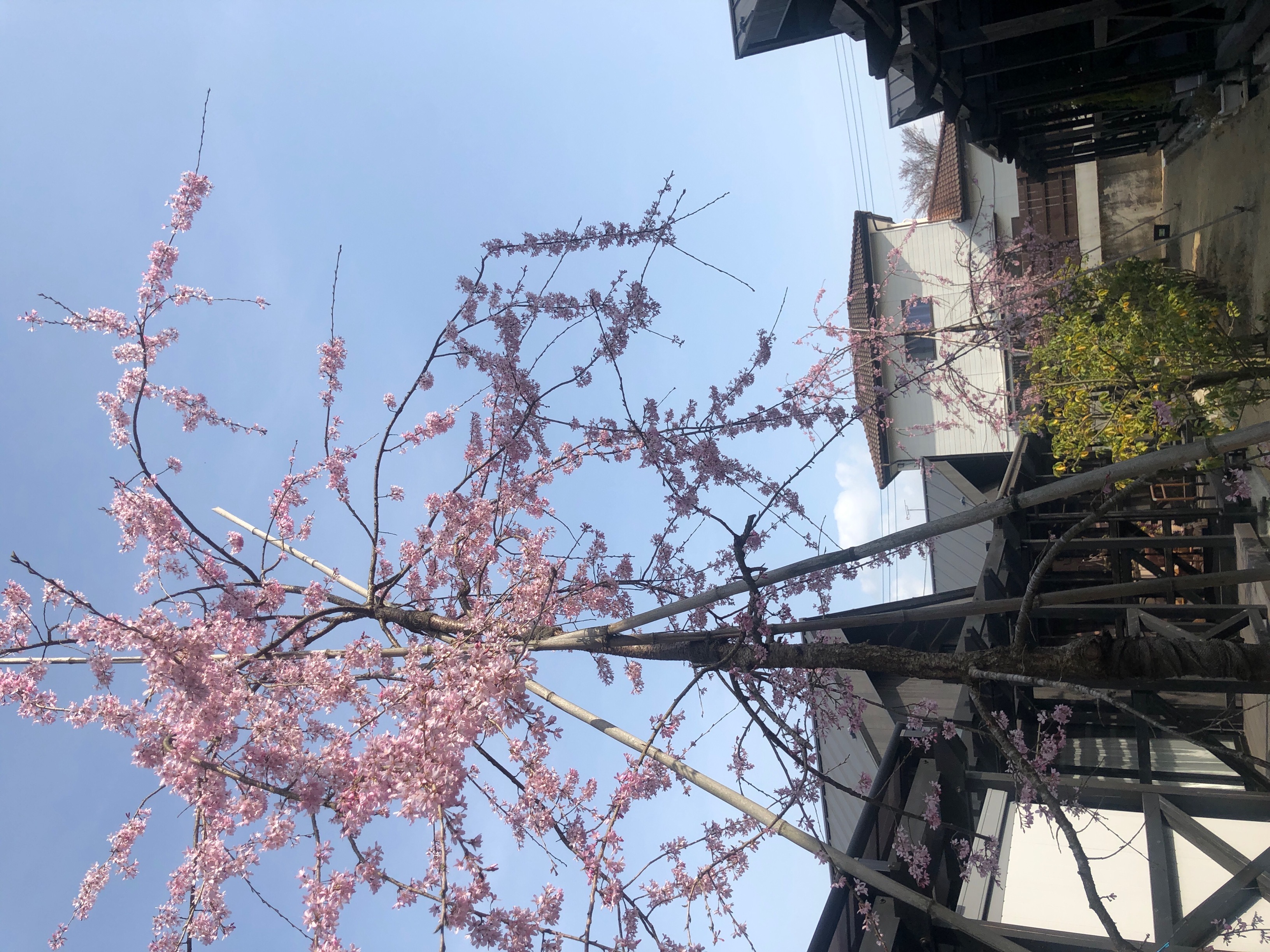 アクーユ中庭　しだれ桜